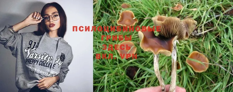 Псилоцибиновые грибы Psilocybe  МЕГА маркетплейс  Клин  наркотики 